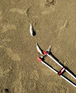 Muges sur la plage