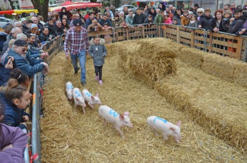 tiercé des petits cochons - cochondrome